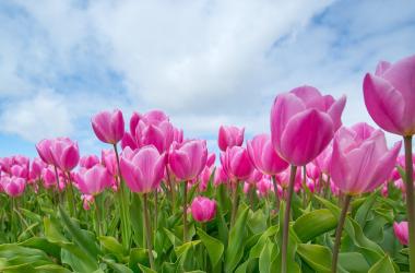 How to Visit Tulip Fields in the Netherlands: A Simple Guide for Staff and Students