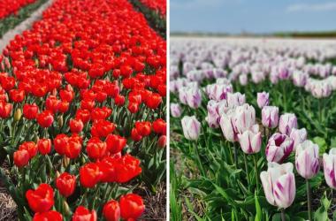How to Visit Tulip Fields in the Netherlands: A Simple Guide for Staff and Students