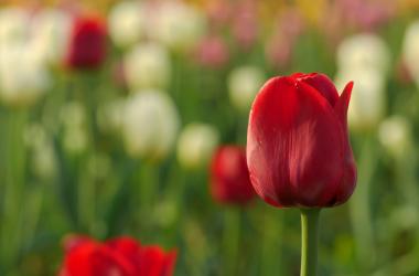 It’s Looking a Lot Like Spring: Discover April’s Top Attractions in Apeldoorn