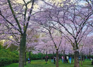 Amsterdam's Cultural Agenda is Blooming This March 2026 